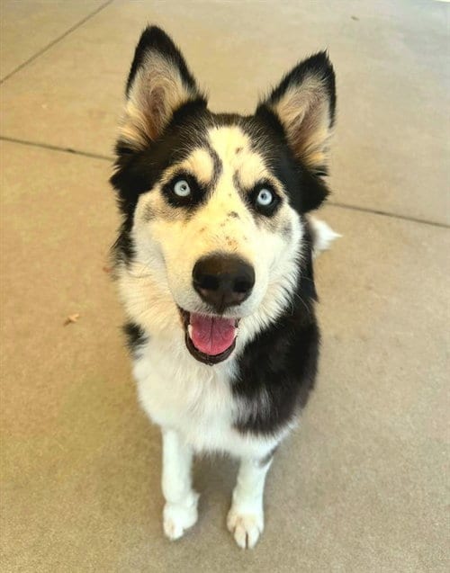 Photo of Brianna, adoptable Siberian Husky in Sacramento, California