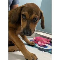 Photo of Billy, adoptable Golden Retriever in San Antonio, Texas