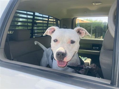 Photo of Daisy, adoptable American Staffordshire Terrier in San Antonio, Texas