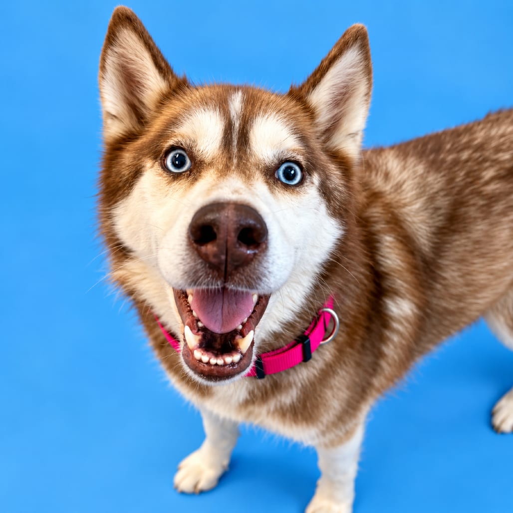 Photo of Brulee, adoptable Husky / Mix in Binghamton, New York