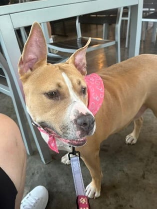 Photo of Prose, adoptable dog in Chamblee, Georgia