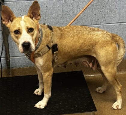 Photo of Gally, adoptable dog in Chamblee, Georgia