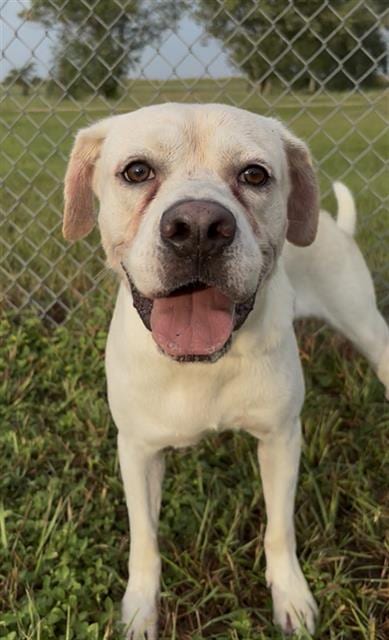 Photo of Buster, adoptable Labrador Retriever in Rosenberg, Texas