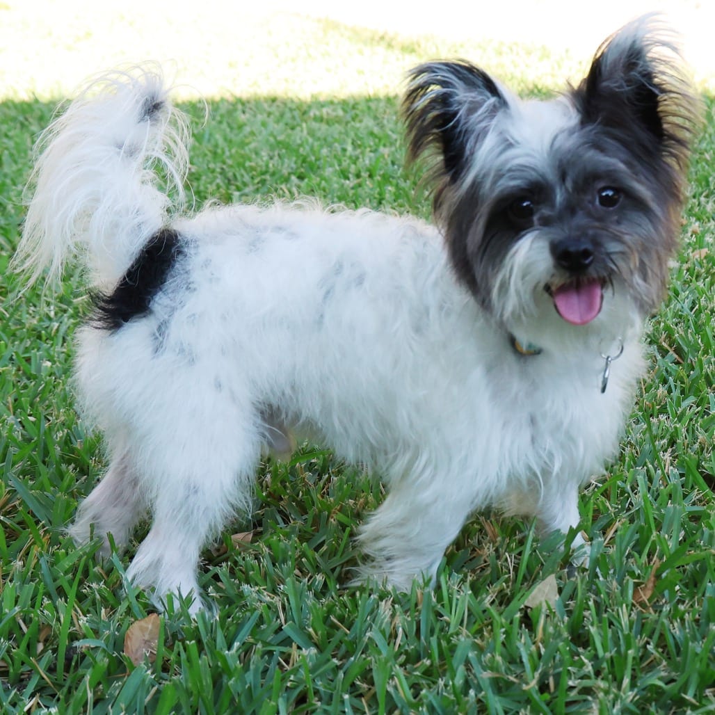 Photo of Jake, adoptable Terrier in Central Texas, Texas