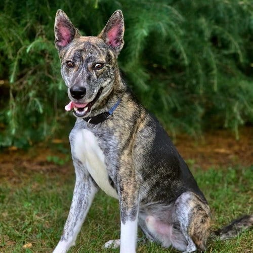 Photo of Waldo, adoptable German Shepherd Dog in Statesville, North Carolina
