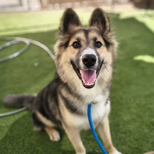 Photo of Charm, adoptable German Shepherd Dog in Phoenix, Arizona
