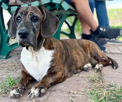 Photo of Dandy, adoptable Basset Hound in Milmay, New Jersey