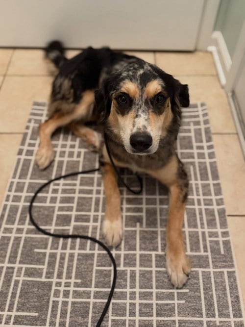 Photo of Fable, adoptable Australian Shepherd in Greenville, South Carolina