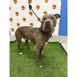 Photo of Silverado, adoptable American Pit Bull Terrier in Land O'Lakes, Florida