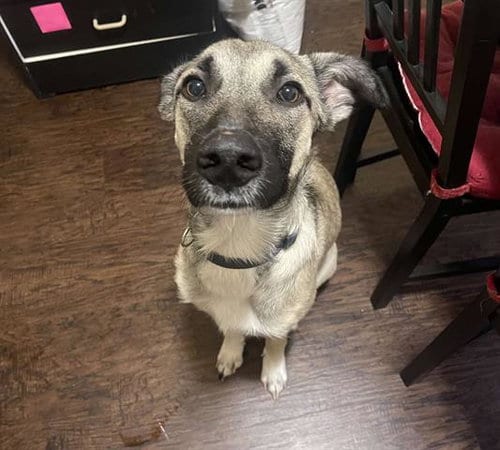 Photo of Dior, adoptable German Shepherd Dog in Waco, Texas
