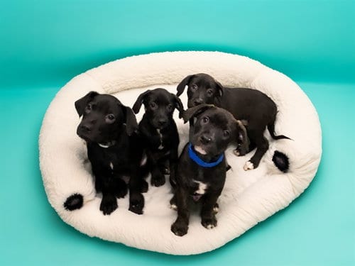 Photo of Hagrid, adoptable Labrador Retriever in Ft Lauderdale, Florida