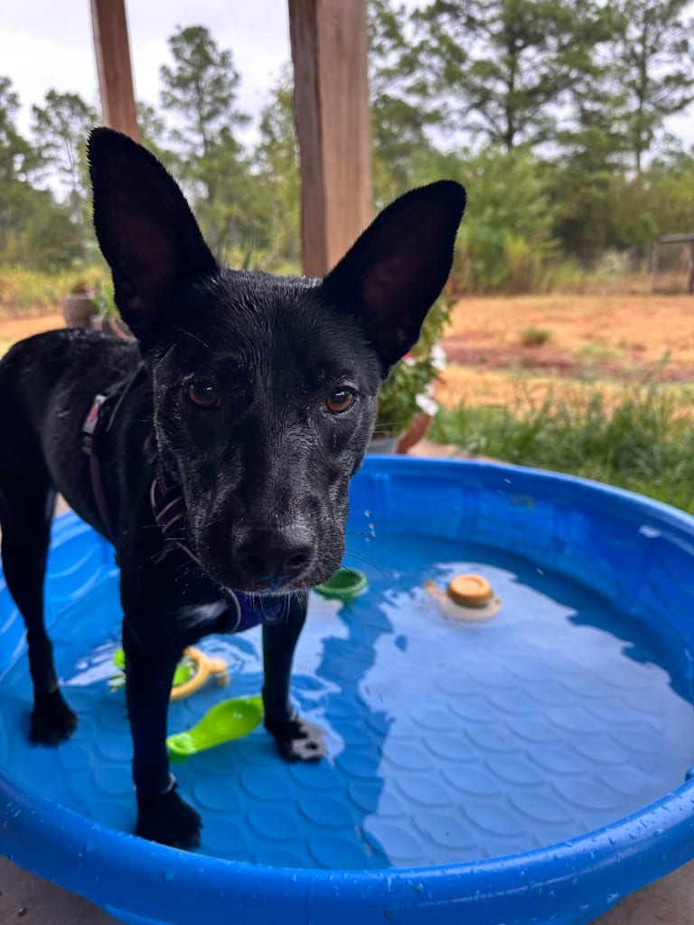 Photo of Sage, adoptable German Shepherd Dog in Nacogdoches, Texas