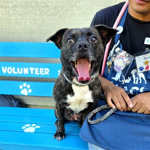 Photo of Gumbalina, adoptable Pug in Long Beach, California