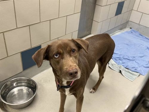 Photo of Cindy Lou, adoptable Labrador Retriever in Grand Prairie, Texas