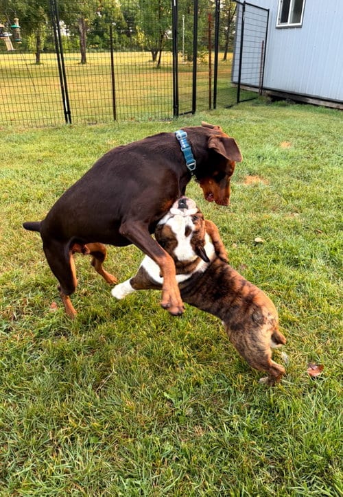 Photo of Atlas, adoptable Doberman Pinscher in Buffalo, Minnesota