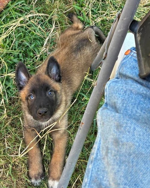 Photo of High Octane- Turbo- Located in OK, adoptable Belgian Shepherd Malinois in Imlay City, Michigan