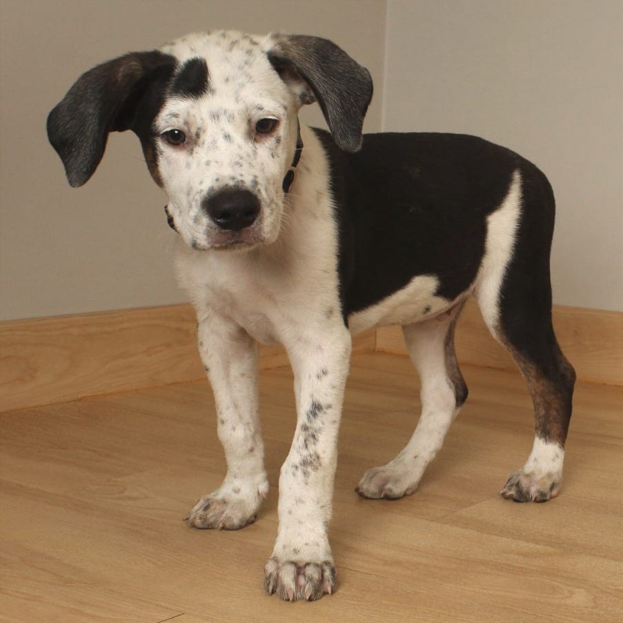 Photo of Spanky D70661, adoptable Retriever, Labrador / Mixed Breed (Medium) in Minnesota, Minnesota