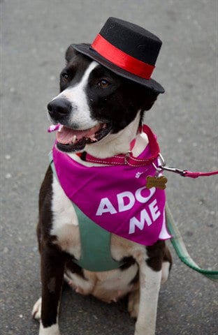 Photo of Margot, adoptable Border Collie in McKinleyville, California