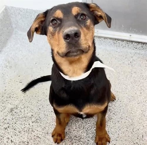 Photo of A661928, adoptable Doberman Pinscher in Houston, Texas