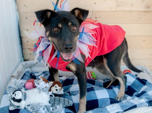 Photo of Rosa, adoptable Australian Kelpie in Inglewood, California