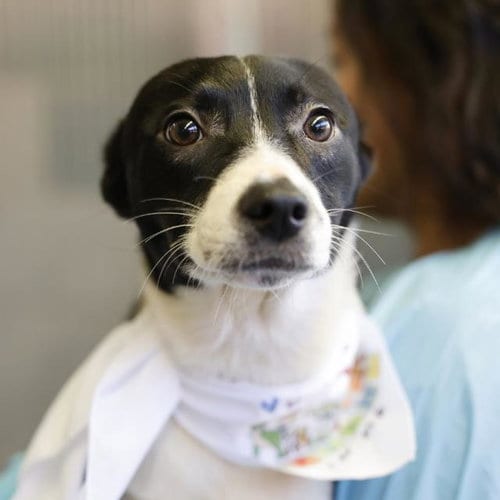 Photo of Sienna, adoptable Italian Greyhound in San Antonio, Texas