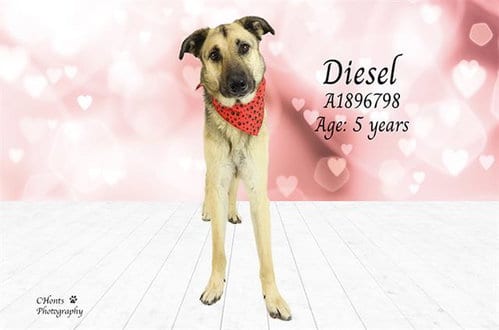 Photo of Diesel, adoptable German Shepherd Dog in Thousand Palms, California