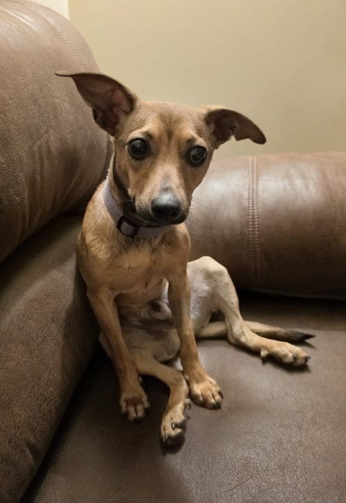 Photo of Pat, adoptable Rat Terrier in Uwchlan, Pennsylvania