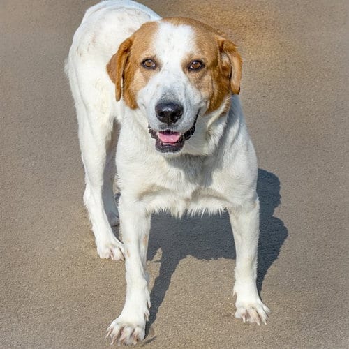 Photo of Discovery, adoptable Great Pyrenees in St Louis, Missouri