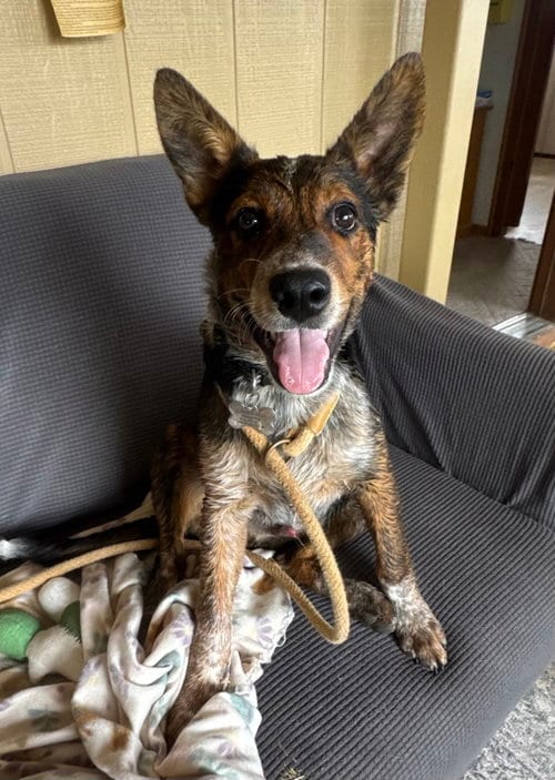 Photo of Chip, adoptable Australian Shepherd in Williamsburg, New Mexico