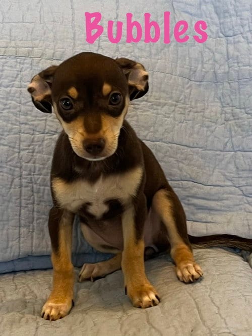 Photo of Bubbles, adoptable Miniature Pinscher in Pipe Creek, Texas