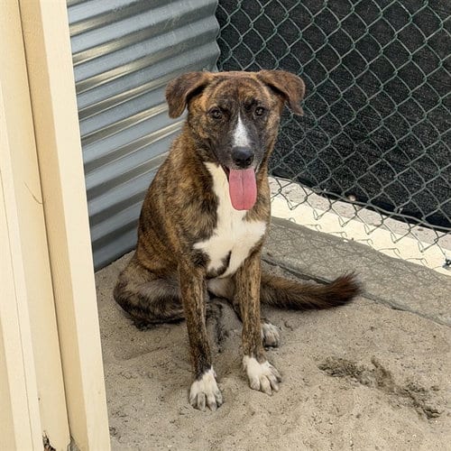 Photo of Kendra, adoptable Pit Bull Terrier in Thousand Palms, California