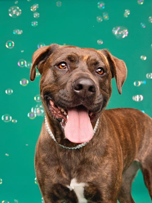 Photo of Gemma, adoptable Pit Bull Terrier in Studio City, California