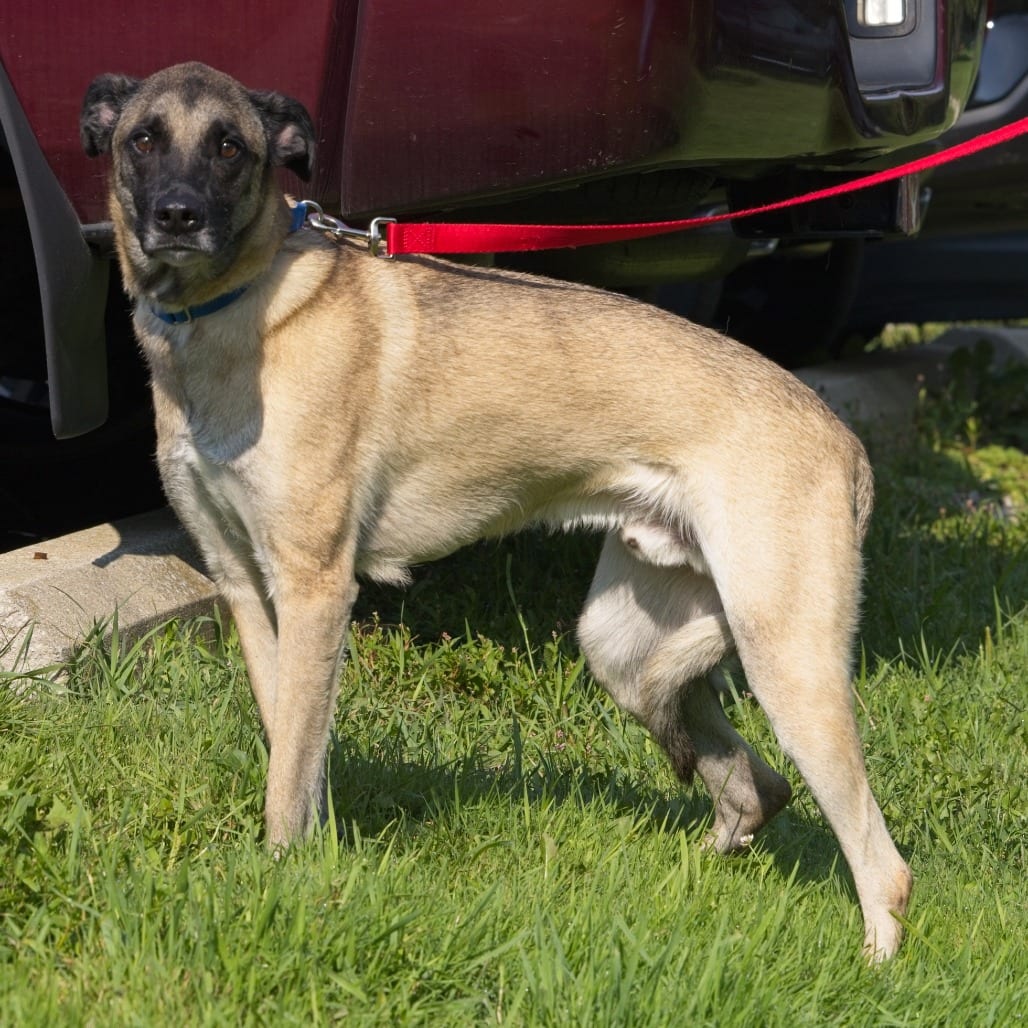 Photo of Riley, adoptable Shepherd / Shepherd, German in South Elgin, Illinois