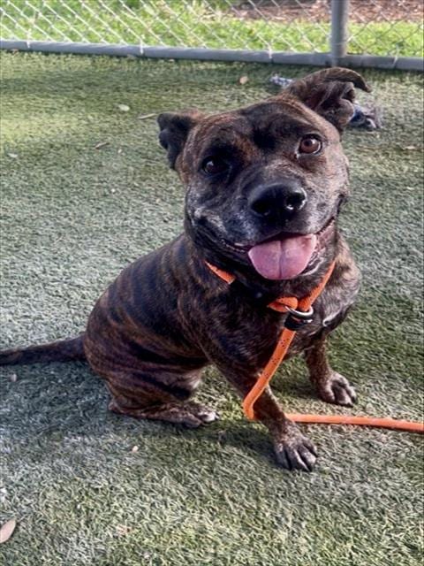 Photo of Tigress, adoptable Boxer in Miami, Florida