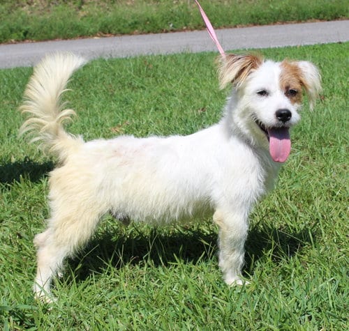 Photo of Biscuit 44283, adoptable Terrier in Prattville, Alabama