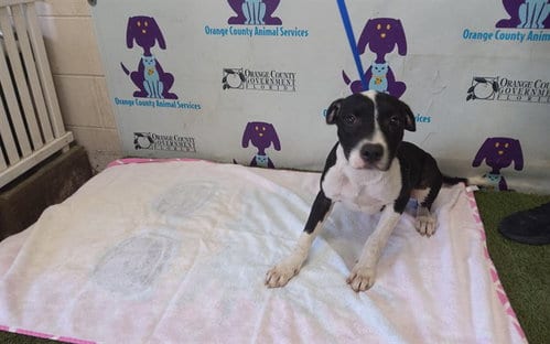 Photo of A605800, adoptable Pit Bull Terrier in Orlando, Florida