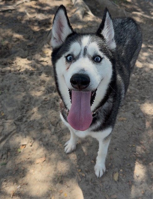Photo of Iris, adoptable Siberian Husky in Conroe, Texas