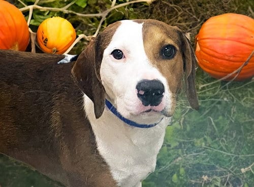 Photo of Duo, adoptable Harrier in Ft Lauderdale, Florida