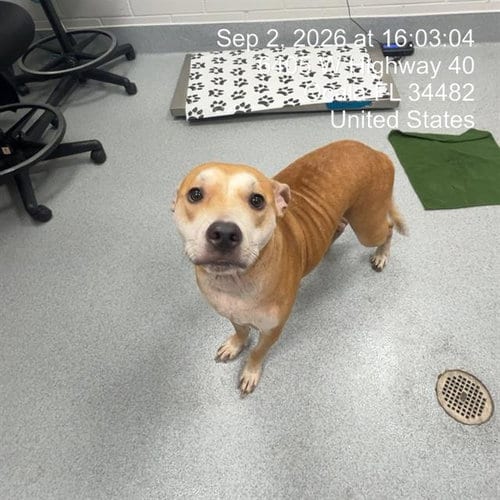 Photo of Isis, adoptable Labrador Retriever in Ocala, Florida