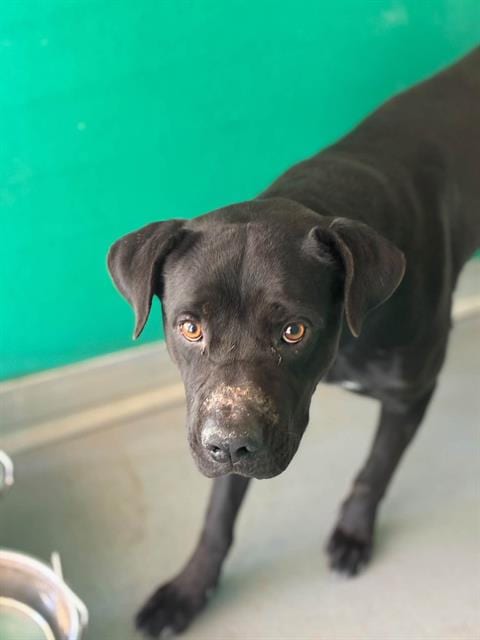 Photo of A256611, adoptable Pit Bull Terrier in Visalia, California