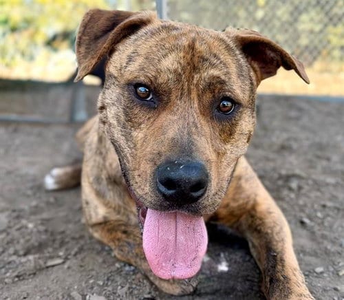Photo of Ambrose, adoptable Pit Bull Terrier in Santa Rosa, California