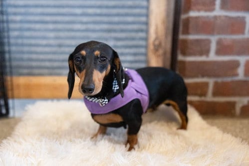 Photo of Harriet, adoptable Dachshund in St. Louis Park, Minnesota