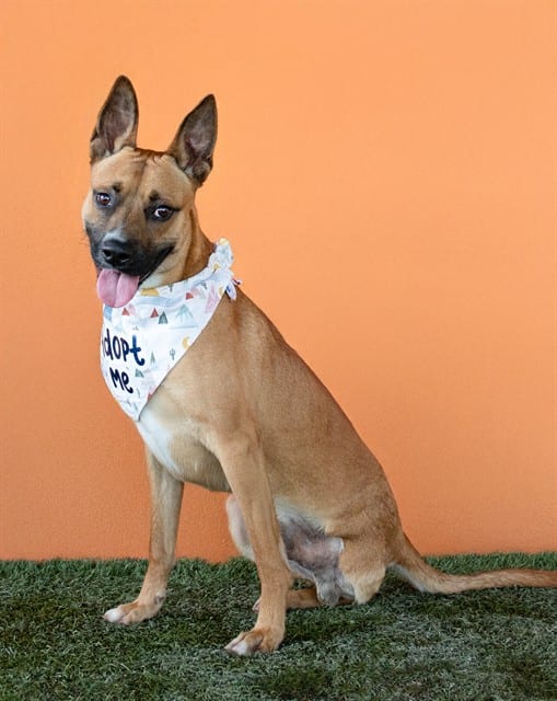 Photo of Tango, adoptable Belgian Malinois mix in Miami, Florida