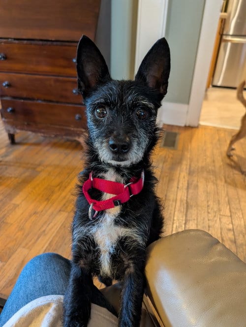 Photo of Luke- little Luke, big personality, adoptable Jack Russell Terrier in Oakhurst, New Jersey