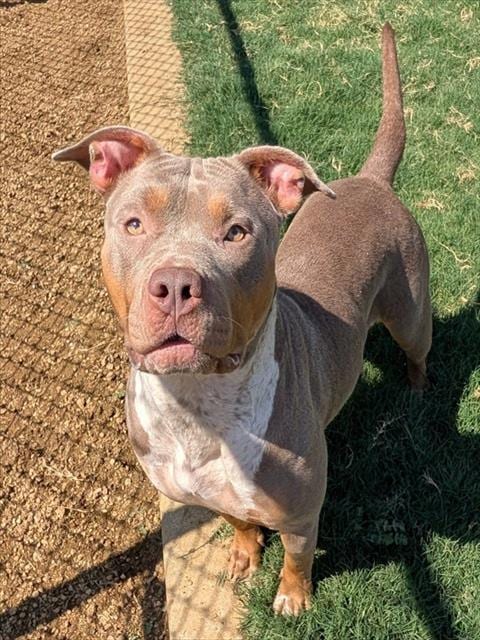 Photo of Jersey, adoptable Pit Bull Terrier in Plano, Texas