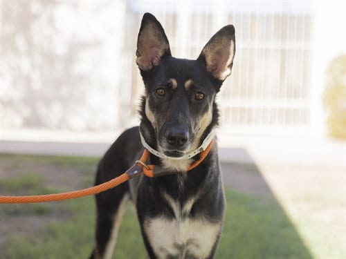 Photo of Fearne, adoptable German Shepherd Dog in Phoenix, Arizona