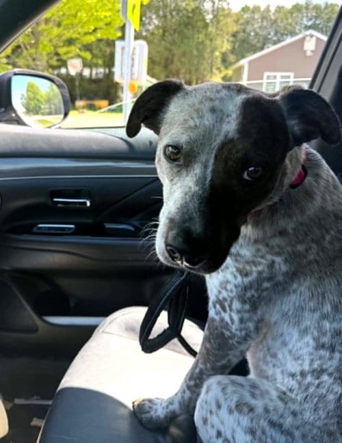 Photo of Ziggy, adoptable Unknown breed in Shelburne, Vermont