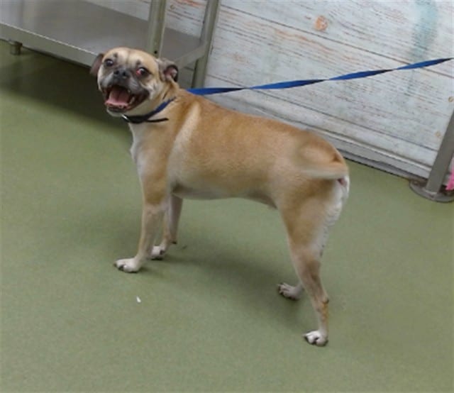 Photo of Senior Pug mix, adoptable Pug mix in Devore, California