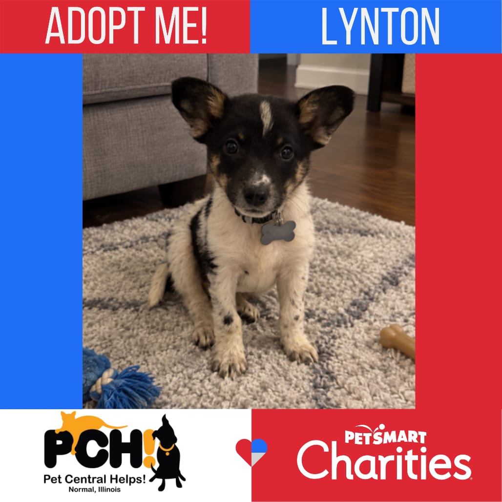 Photo of Lynton, adoptable Collie, Border / Cattle Dog, Australian (Blue Heeler) in Normal, Illinois