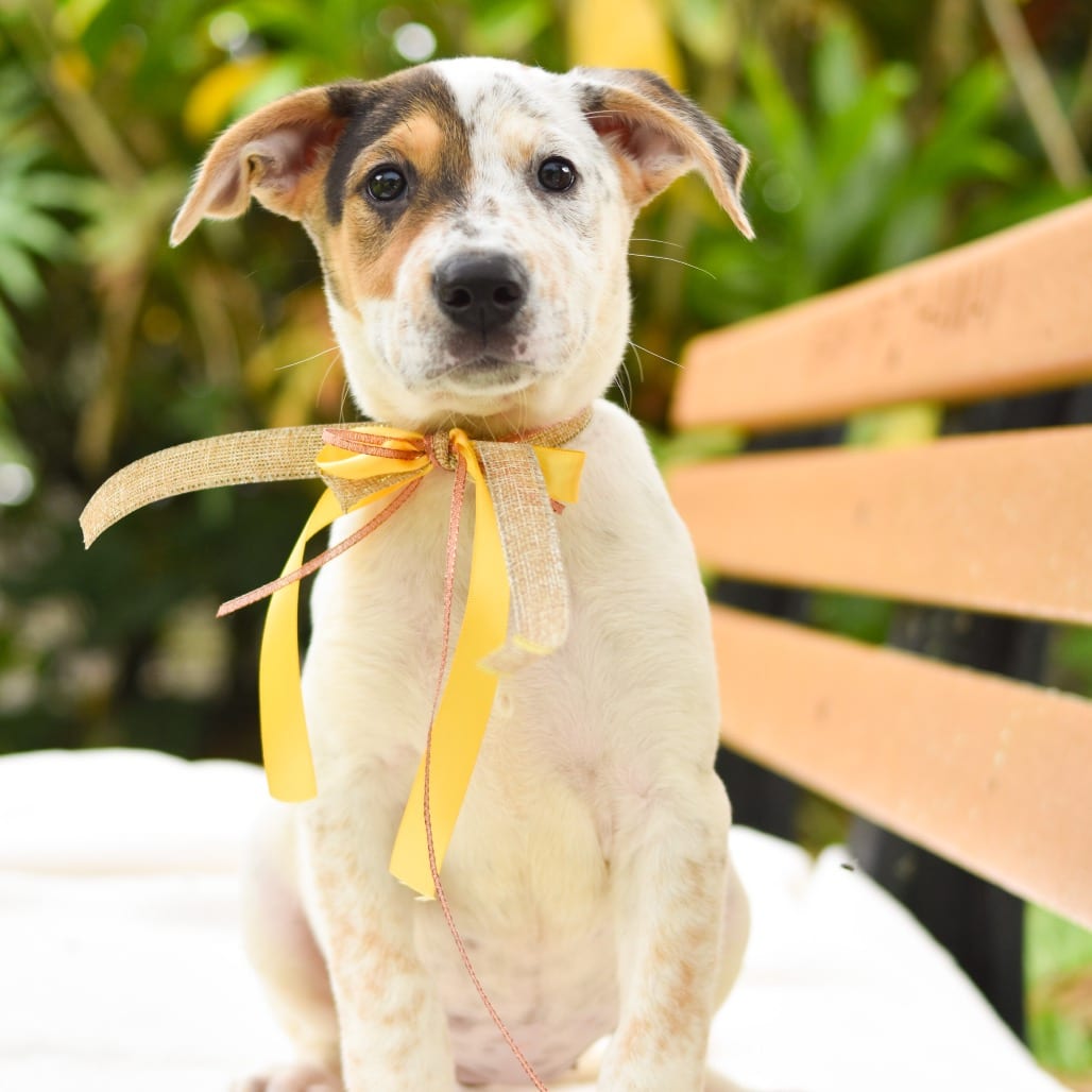 Photo of Pumpkin Crunch, adoptable Mixed Breed (Medium) / Mixed Breed (Large)